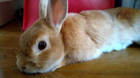 ココママさん家ののあくん