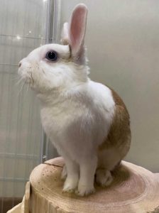 いちさくさん家の苺ちゃん