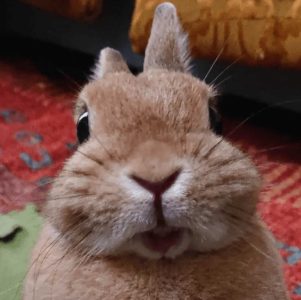 みわさん家のぼさつちゃん