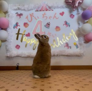 ひろさん家のぴぃちゃん