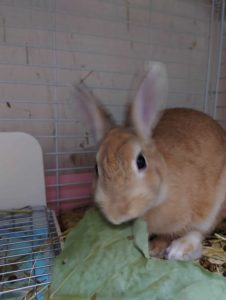 ゆきさん家のゆんゆんちゃん