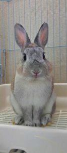 かとちゃんさん家のともこくん