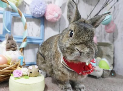 うさ姐さん家の右左衛門くん