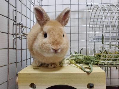 ちさこさん家のプップくん