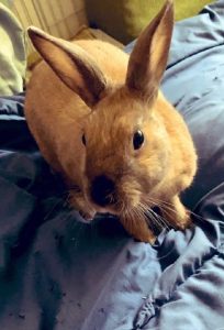 まっこちゃさん家のちょこちゃん