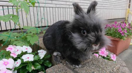 あんにゃさん家のサンデーくん