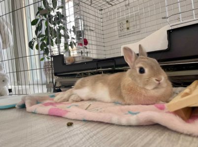 うーとモナのママさん家のモナちゃん