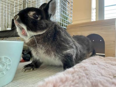 うーとモナのママさん家のうーちゃん