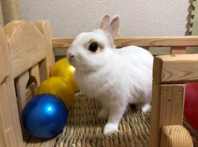 友野由紀絵さん家のマーガレットちゃん