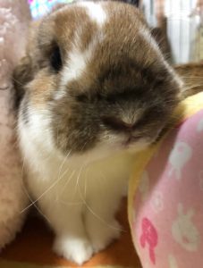 はるるんさん家の桜兎くん