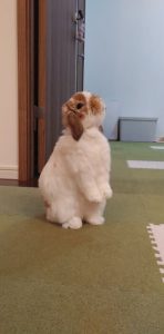 たまこさん家のたまちゃん