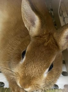 ぷーちゃんさん家のきなこちゃん