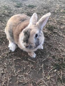 みゆさん家のももくん