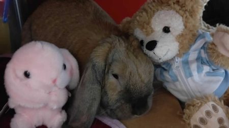 rabbitduffyさん家のむーつーちゃん