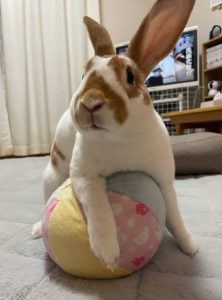 佐藤二三枝さん家の諭吉くん