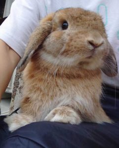 akanekoさん家のこうちゃんくん