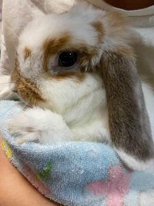 manakungさん家のたまちゃん