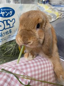 ひよさん家のぷぅくん