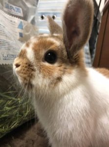 はるるんさん家の杏柚ちゃん