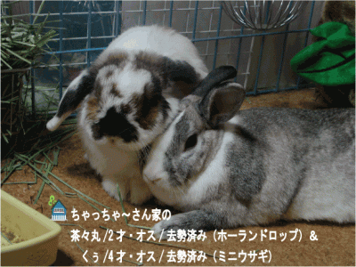 ちゃっちゃ～さん家の茶々丸＆くぅくん