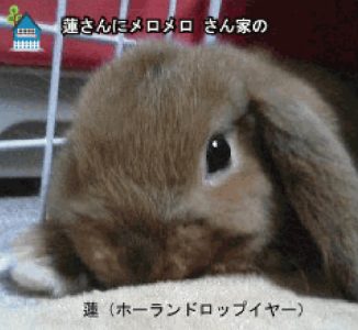 蓮さんにメロメロさん家の蓮ちゃん