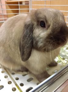 SHINOさん家のぼのくん