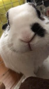 さんぼさん家のぶっちちゃん