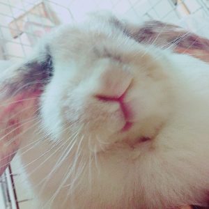 さんぼさん家のむっくちゃん