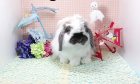 藤村さん家のゆうきちゃん