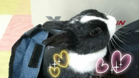 るるさん家のうさちゃん