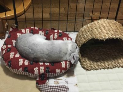 田尻育子さん家のジャビちゃん