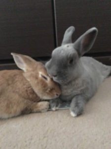 うささん家のジャッカル＆わかばくん