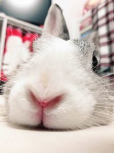 てるのさん家のラムくん