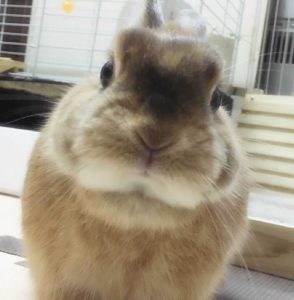 アンリさん家のアンジュちゃん