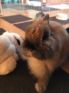 あっぷるさん家のぴあくん