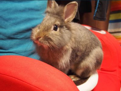 おしのさん家のごんくん