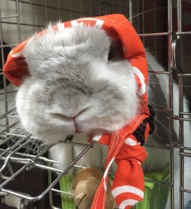 ミルクママさん家のミルクくん