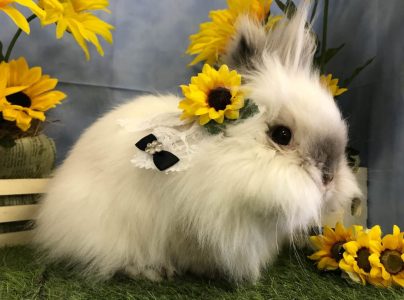 さくらママさん家の咲愛（さくら）ちゃん