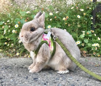 うさとりさん家の空(てん)くん