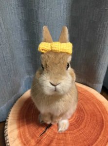 トモさん家のかんくん