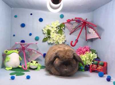うさぎさん家のだいきくん