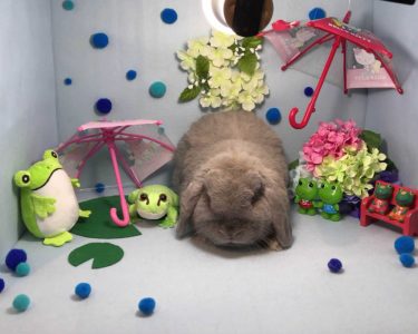 うさぎさん家のげんきくん