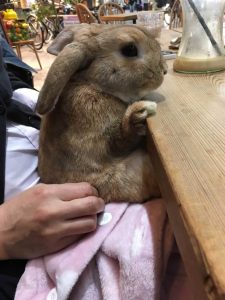 ぴぃきちさん家のラヴィくん