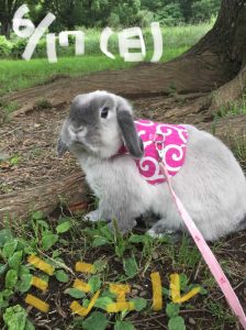 さきさん家のミシェルちゃん