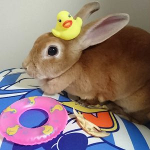 かめちよさん家のももちよちゃん