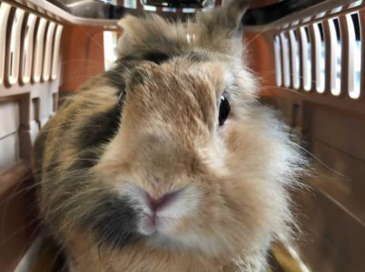 ありおんさん家のミケちゃん