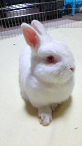 noraさん家の小梅ちゃん