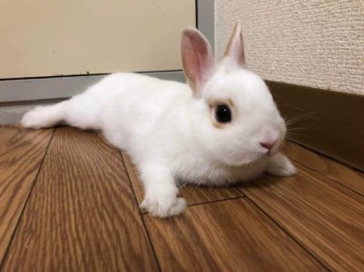 友野由紀絵さん家のマーガレットちゃん