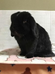 Rock mamaさん家のRockくん