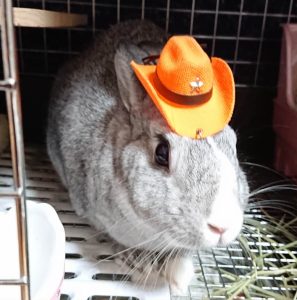 まいこ@もっともっともるもっとさん家のスージーちゃん